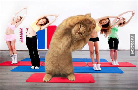 Cat Gymnastic 9gag