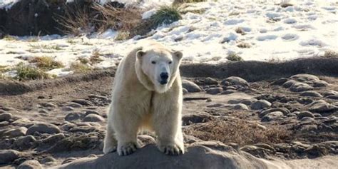 Male Polar Bear Kills Female Bear During Breeding Attempt At Detroit Zoo