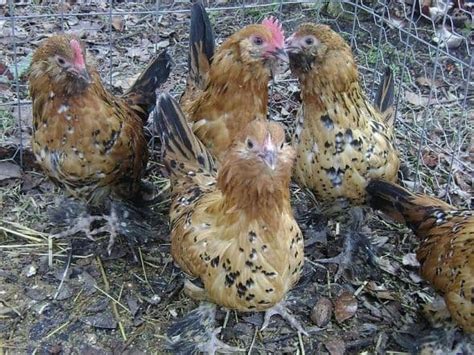 Guide To Backyard Chicken Breeds Owlcation