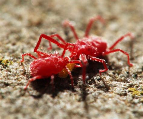 Red Spider Mite Treating And Fighting Them
