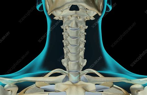 The Bones Of The Neck Stock Image F0015966 Science Photo Library