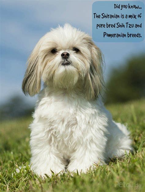 Check spelling or type a new query. Shih Tzu and Pomeranian Mix: Everything You Need to Know