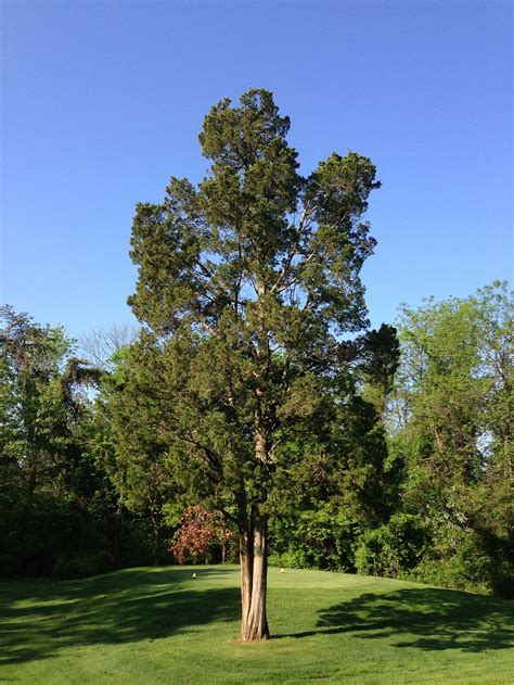 Eastern Red Cedar Juniperus Virginiana L Donna L Long