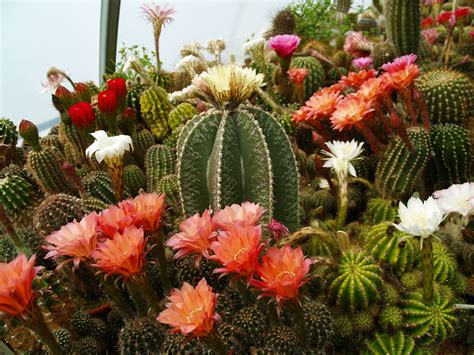 Midwest Cactus And Succulent Show And Plant Sale Is Part Of Big Spring Cbgarden Coolcleveland