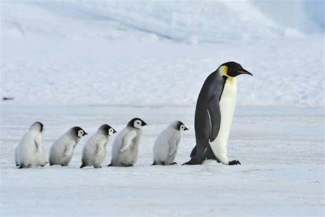 Emperor Penguin Tours Antarctica Weddell Sea Birdquest