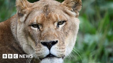 Lion Kills Woman In South African Private Game Reserve