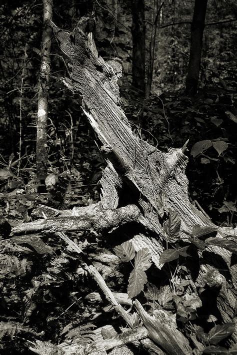 Eroded Stump Photograph By Scott Kingery Fine Art America