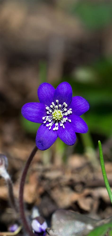 290057 Flower Blue Forest Plant Spring Hepatica Realme 3i Full Hd