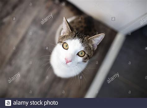 Cute Young Domestic Tabby Cat Sitting On The Floor Looking At Camera