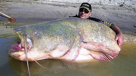 British Angler Caught A Record Breaking Fish With A Size Of Up To 20