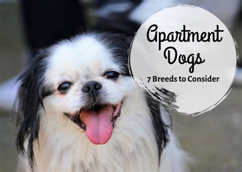7 Best Small Dog Breeds For An Apartment Pethelpful