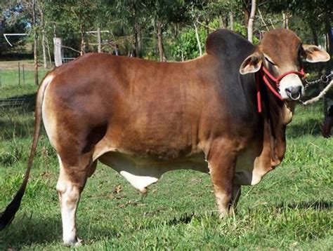 Cattle Raising In Philippines Hubpages