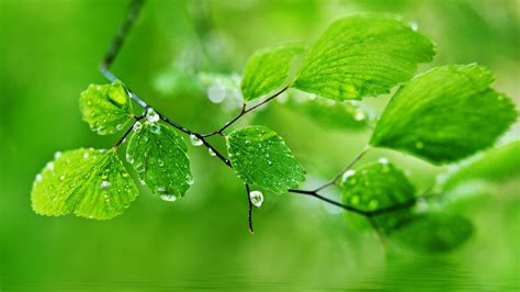 Seamless wallpaper with green tropical leaves for. Green Leaf Nature Rain Wallpapers HD Pictures HD ...