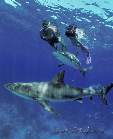 Nassau Snorkeling With Sharks Bahamas Cruise Excursions