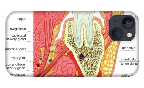 Structure Of A Molar Iphone 13 Case By Asklepios Medical Atlas Pixels