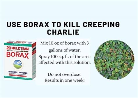 Mix 10 oz of borax in 3 gallons of water. How to Get Rid of Creeping Charlie with Borax [Picture ...
