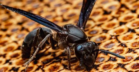 Wasp Lifespan How Long Do Wasps Live A Z Animals