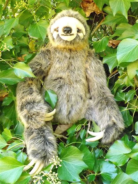 Ms teddy bear, is a manufacturer and wholesaler of teddy bears and stuffed animals. Buy Large Stuffed Sloth - 24" Realistic Stuffed Animal ...