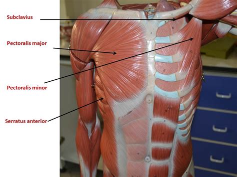 The back of the head. Superficial muscles of the back & Thoracic wall | YEDİTEPE ANATOMY LAB