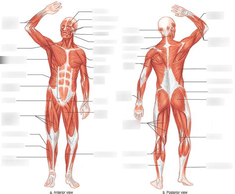 MUSCULAR SYSTEM LABELING STUDY GUIDE PART Diagram Quizlet