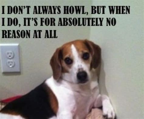 14 Funny Beagle Memes That Will Make You Smile Page 2 Of 3
