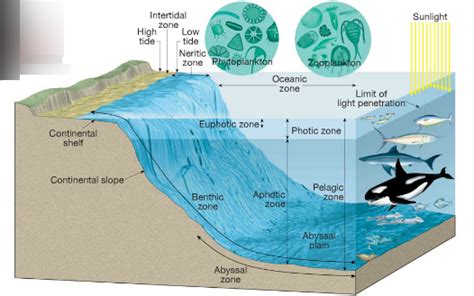 Aquatic Zones Diagram Quizlet