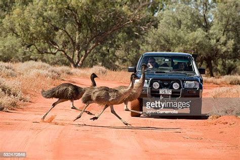 Emu Running Photos And Premium High Res Pictures Getty Images