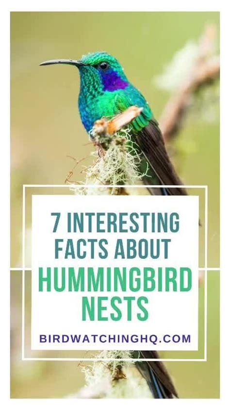 Hummingbird Nests 7 Fun Facts You Should Know 2023 Video Video
