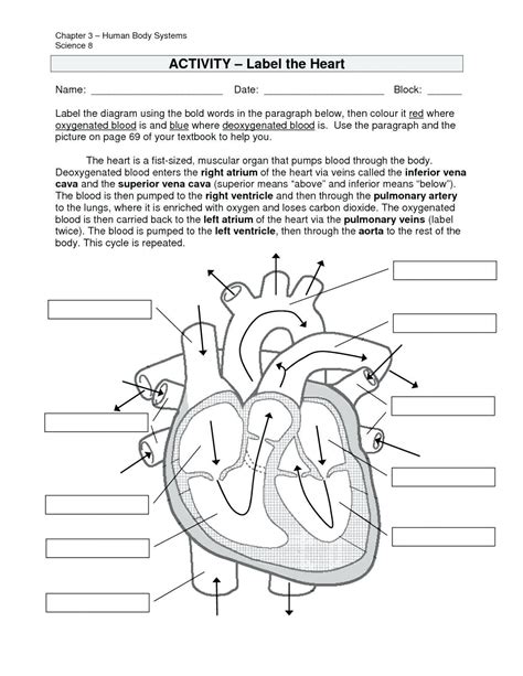 Circulatory System Activity Sheet