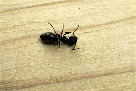 Do Dead Ants Attract More Ants How To Keep Them Away