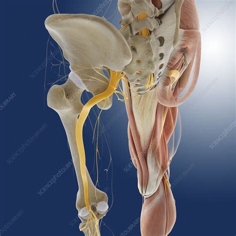 Please sign up for the course before starting the lesson. Lower body anatomy, artwork - Stock Image - C014/5587 - Science Photo Library