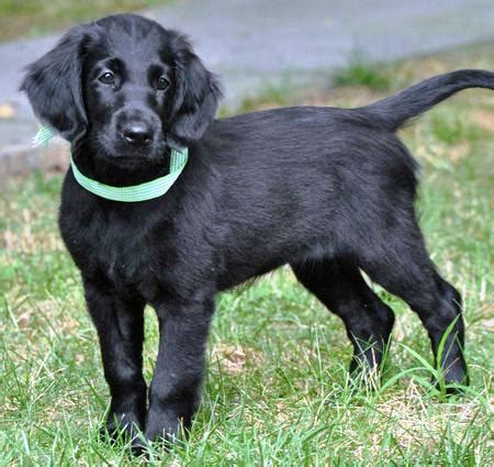 These areas are prone to matting so make sure to brush these. About Dog Flat-Coated Retriever: Is Your Flat-Coated ...