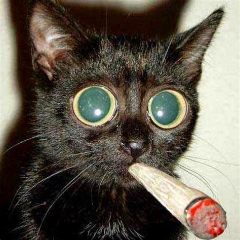 create meme stoned cat stoned cat stoned pictures meme