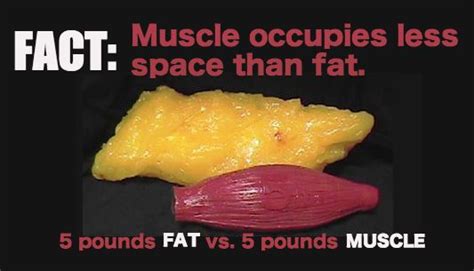 Weight Loss Vs Fat Loss And Why You Want Nice Lean Muscle