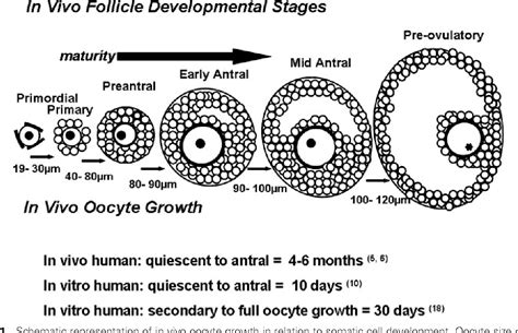 Figure 1 From In Vitro Development Of Ovarian Follicles Semantic Scholar