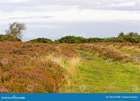 Moors In North Yorkshire England Stock Photo Image Of North
