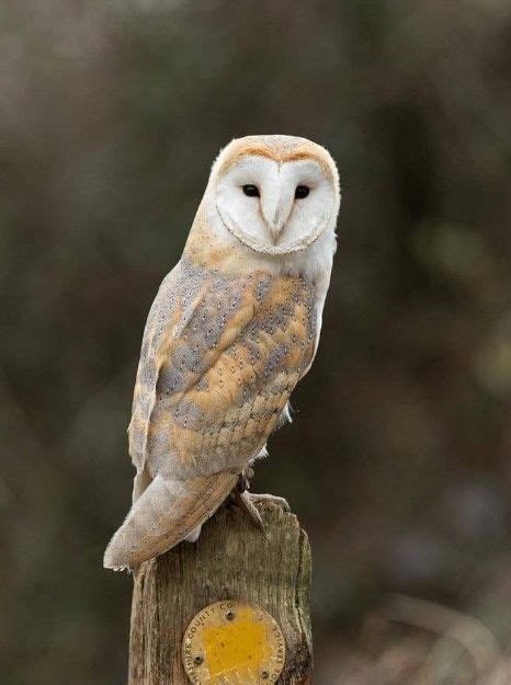 Apabila bulunya kotor, saat terbang, sayapnya akan mengeluarkan suara. Download 30 Foto Burung Hantu Barn Owl - Ares Gambar