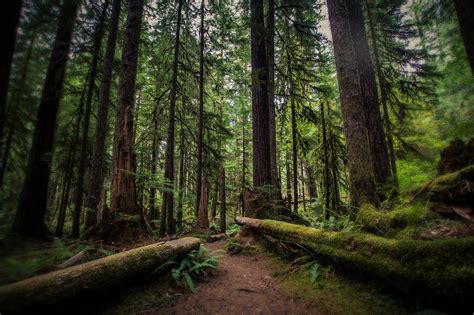 Olympic National Forest Forest In Washington Thousand Wonders