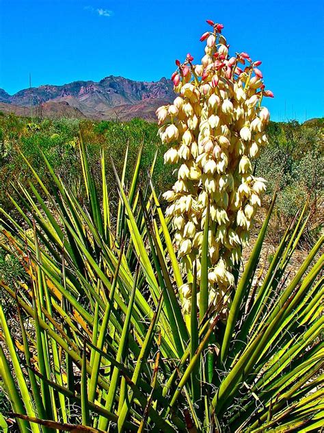 Chihuahuan Desert Plants And Animals Pets Lovers