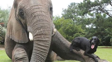 16 Unlikely Animal Friendships That Will Make You Melt Scoop Empire