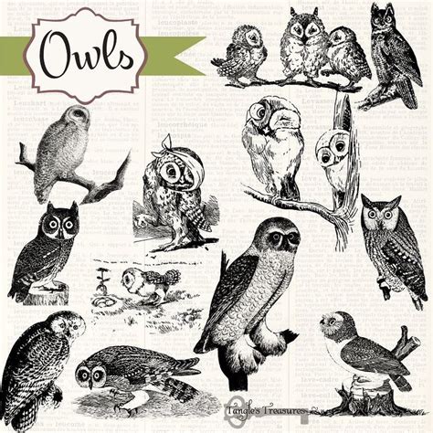 Vintage Owls Clipart And Brushes Vintage Owl Alice In Wonderland
