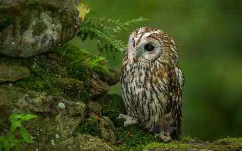 46 Owl Background Screensavers And Wallpaper On