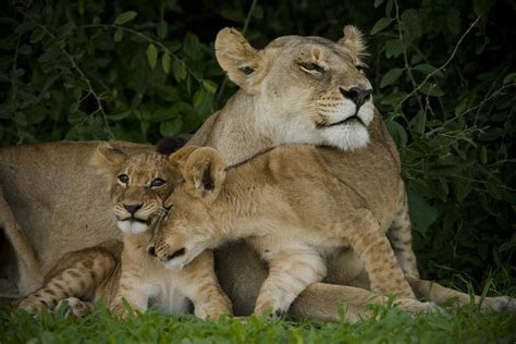 Lioness And Two Cubs Resting Photograph By Beverly Joubert