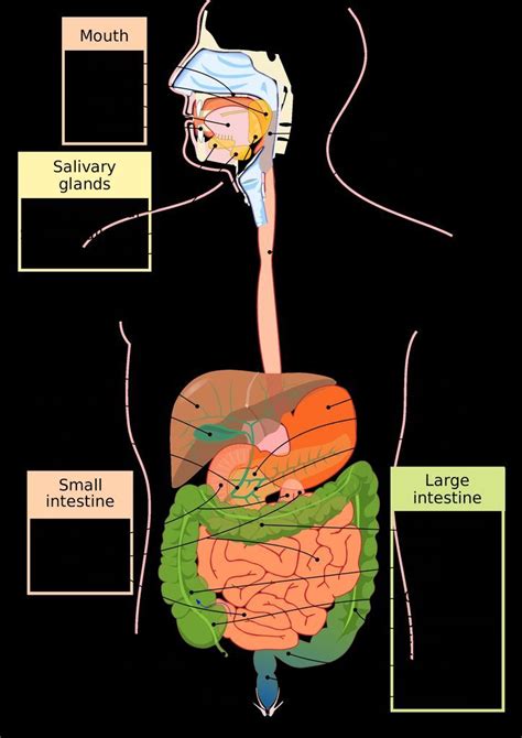 Diagram Digestive System System Diagram Commons Diges