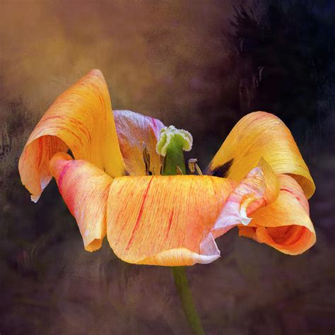 The Tulip Photograph By Denise Harty Fine Art America