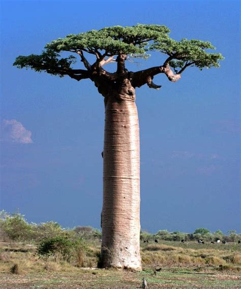 Adansonia Aka African Baobab Rpics