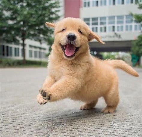 Very Cute Golden Retriever Puppy Happy In The City Streets Golden