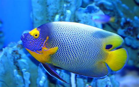 Most Colorful Reef Fish Gallery