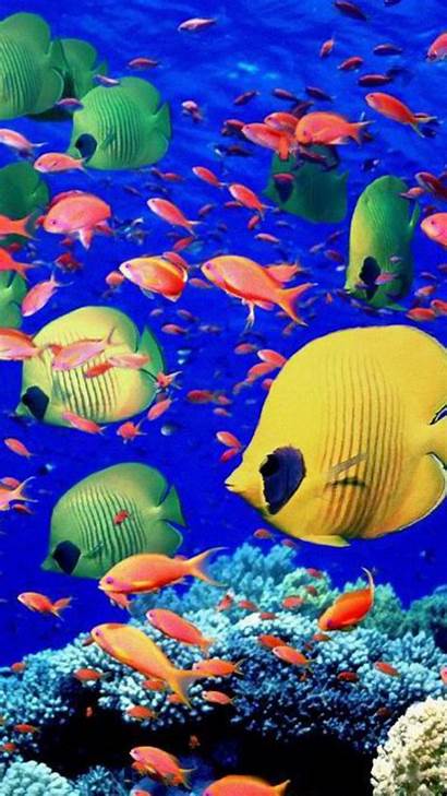 Aquarium Fish Wallpapers