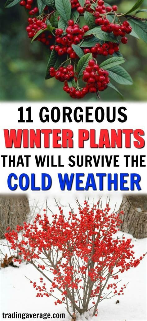 11 Winter Plants That Will Survive The Cold Weather Cold Plants